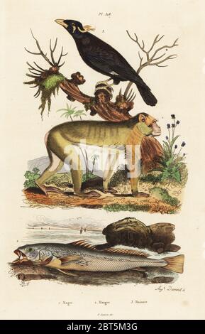 Barbary macaque, Macaca sylvanus, gefährdete 1, mager oder croaker, Argyrosomus regius 2, Gemeinsame Hill myna, Gracula religiosa 3. Magot, Maigre, Mainate. Papierkörbe Stahlstich von Auguste Dumeril nach einer Illustration von Adolph Fritten aus dem Felix-Edouard Guerin-Meneville's Wörterbuch Pittoresque d'Histoire Naturelle (malerische Wörterbuch der Naturgeschichte), Paris, 1834-39. Stockfoto