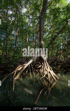 Wunderschöner Mangrovenwald im Coiba Island Nationalpark, an der Pazifikküste, in der Provinz Veraguas, in der Republik Panama, Mittelamerika. Stockfoto