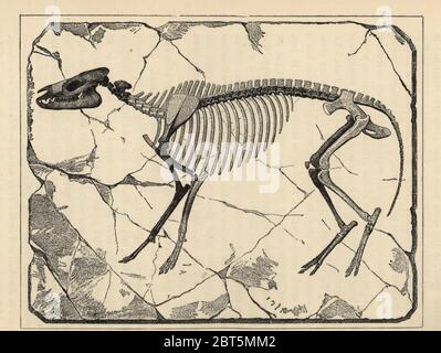 Fossiles Skelett von Protorohippus venticolum (Hyracotherium venticolum), einem ausgestorbenen Äquid, der im Eozän, Nordamerika lebte. Nach Edward Drinker Fertig. Illustration von Henry Neville Hutchinson Kreaturen anderer Tage, Popular Studies in Paläontologie, Chapman and Hall, London, 1896. Stockfoto