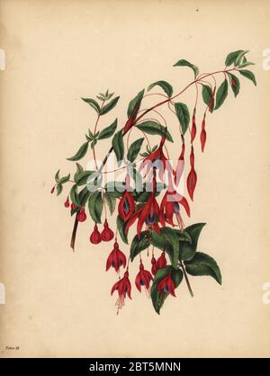 Die schlanke und gerundeten Fuchsia, Fuchsia magellanica, Geschmack. Papierkörbe Lithographie von Dean und Munday, nachdem eine Illustration von Eliza Eve Gleadall aus die Schönheiten der Flora, mit botanischen und poetischen Illustrationen, aus einer Auswahl von Blumen aus Natur sinnbildlicher angeordnet, Heath Hall, Wakefield, 1834. Stockfoto