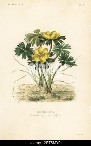 Winteraconit, Eranthis hyemalis, Eranthis dHiver. Handkolorierter Stahlstich von Lebrun nach einer botanischen Illustration von Edouard Maubert von Pierre Oscar Reveil, A. Dupuis, Fr. Gerard und Francois Herincqs La Regne Vegetal: Flore Medicale, L. Guerin, Paris, 1864-1871. Stockfoto