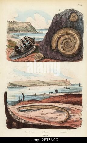 Admiral Kegel, Conus ammiralis 1, ammocete oder larvenstadium von neunauge, Petromyzon marinus 2, und ausgestorbenen Ammoniten Mollusken fossil 3. Papierkörbe Stahlstich von Beyer von Felix-Edouard Guerin-Meneville's Wörterbuch Pittoresque d'Histoire Naturelle (malerische Wörterbuch der Naturgeschichte), Paris, 1834-39. Stockfoto