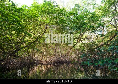 Schöner Mangrovenwald im Coiba Island National Park, Pazifikküste, Veraguas Provinz, Republik Panama. Stockfoto