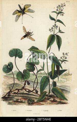 Europäische Wild Ginger, Asarum europaeum 1, Libelloides longicornis, Ascalaphus longicornis 2, Seidenpflanze, Asclepias syriaca 3 und hornet robberfly, Asilus crabroniformis 4. Asaret, ascalaphe, asclepiade, Asile. Papierkörbe Stahlstich von Felix-Edouard Guerin-Meneville's Wörterbuch Pittoresque d'Histoire Naturelle (malerische Wörterbuch der Naturgeschichte), Paris, 1834-39. Stockfoto