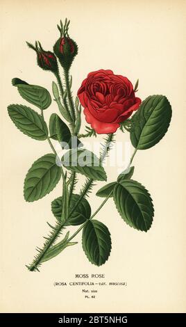 Moosrose, Rosa centifolia var. muscosa. Chromolithographie aus einer Illustration von Desire Bois aus Edward Steps Favorite Flowers of Garden and Greenhouse, Frederick Warne, London, 1896. Stockfoto