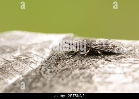 Eine schwarze Horncleg Fly, Haematopota crassicornis, die auf einem hölzernen Zaunpfosten am Rand des Waldes in Großbritannien rast. Stockfoto