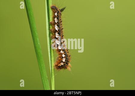 Ein Trinker Moth Caterpillar, Euthix potatoria, auf einem Grashalm am Rande des Waldes in Großbritannien. Stockfoto