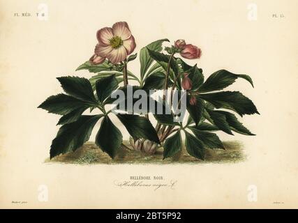 Weihnachtsrose oder schwarzer Hellebore, Helleborus niger, Hellebore noir. Handkolorierter Stahlstich von Lebrun nach einer botanischen Illustration von Edouard Maubert von Pierre Oscar Reveil, A. Dupuis, Fr. Gerard und Francois Herincqs La Regne Vegetal: Flore Medicale, L. Guerin, Paris, 1864-1871. Stockfoto