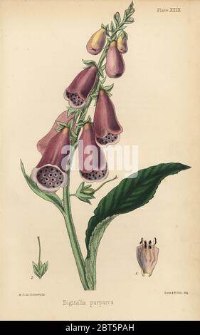 Purple Fingerhut, Digitalis purpurea. Papierkörbe Lithographie von Henry Sowerby nach einer Illustration von M.d. von Edward Hamilton's Flora Homeopathica, Bailliere, London, 1852. Stockfoto