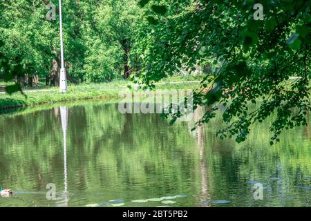 see in einem Stadtpark im Sommer. Eine Ente mit einem farbigen Kopf schwimmt über den See Stockfoto