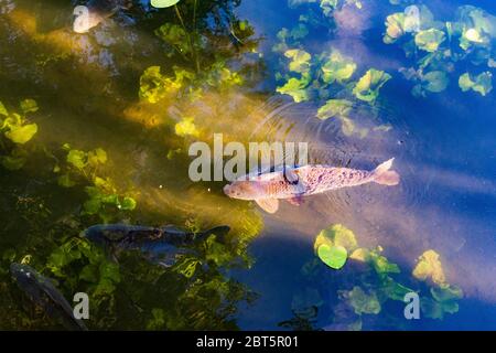 Wien, Wien: Karpfen oder Europäischer Karpfen (Cyprinus carpio), im Ochsenboussee, im Jahr 22. Donaustadt, Wien, Österreich Stockfoto