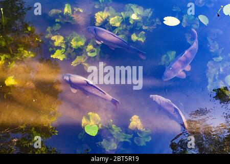 Wien, Wien: Karpfen oder Europäischer Karpfen (Cyprinus carpio), im Ochsenboussee, im Jahr 22. Donaustadt, Wien, Österreich Stockfoto