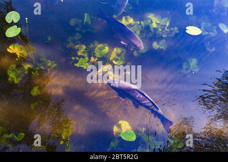 Wien, Wien: Karpfen oder Europäischer Karpfen (Cyprinus carpio), im Ochsenboussee, im Jahr 22. Donaustadt, Wien, Österreich Stockfoto