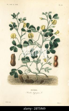 Erdnuss oder Erdnuss, Arachis hypogaea, Arachide. Handkolorierter Stahlstich von Debray nach einer botanischen Illustration von Edouard Maubert von Pierre Oscar Reveil, A. Dupuis, Fr. Gerard und Francois Herincqs La Regne Vegetal: Planets Agricoles et Forestieres, L. Guerin, Paris, 1864-1871. Stockfoto