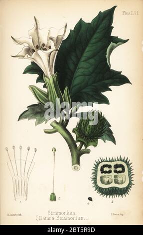 Jimsonweed oder Devil's Snare, Datura stramonium. Papierkörbe Lithographie von Charlotte Caroline Sowerby aus Edward Hamilton's Flora Homeopathica, Bailliere, London, 1852. Stockfoto
