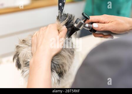 Tierarzt Untersuchung Ohr eines kleinen Hundes mit Otoskop in der Tierarztpraxis. Stockfoto