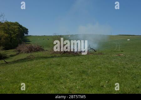 Rauch von einem schwelenden Lagerfeuer von kürzlich gefällten Ästen und Stäben in einem ländlichen Feld mit Rindern grasen im Hintergrund in Rural Devon Stockfoto