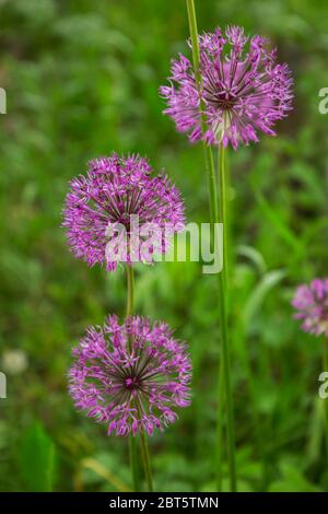 Zwiebel Suworow (Allium suworowii) ist Teil der Bergbögen Anzur. Blüht im Juni Stockfoto