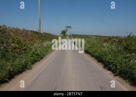 Single Track Country Lane mit Hochseitenbänken von Wildblumen, Telegraph Polen und eine Eiche mit einem blauen Himmel Hintergrund in ländlichen Devon Landschaft Stockfoto