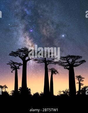 Typische Bäume Madagaskars, bekannt als Adansonia, Baobab, Flaschenbaum oder Affenbrot mit einem bunten Nachthimmel im Hintergrund mit der Milchstraße Stockfoto