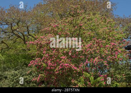 Frühling blühende Laubbäume Doppel rosa Weißdorn Baum (Crataegus laevigata 'Rosea Flore Pleno') mit einem hellen blauen Himmel Hintergrund in einem Garten Stockfoto