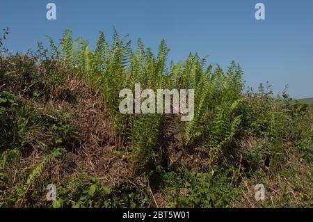 Entrollung Frühlingswedel eines Fern (Dryopteris filix-Mas) wachsen auf einer Bank mit einem hellen blauen Himmel Hintergrund in der ländlichen Devon Landschaft Stockfoto