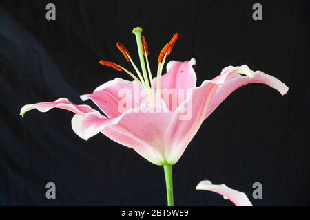 Stargazer Lilie Staubgefäße und Antheren Stockfoto