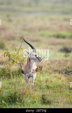 Thomson's Gazelle, Eudorcas thomsonii, auf Nahrungssuche im Lake Nakuru National Park. Kenia. Afrika Stockfoto