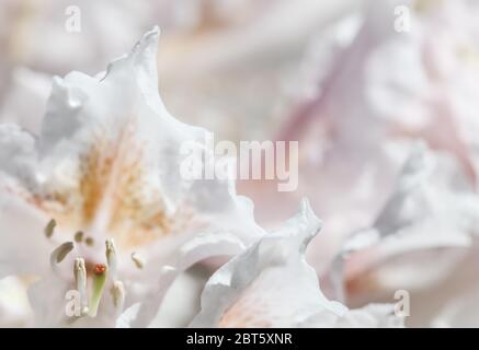 Botanical Concept - Weiche Fokussierung, abstrakter Blumenhintergrund, weiße Rhododendron-Blütenblätter. Makro Blumen Hintergrund für Urlaub Marke Design Stockfoto