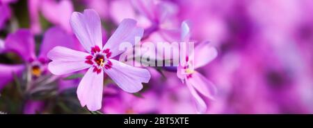 Rosa Blüten von kriechenden Phlox im Frühjahr. Floraler Hintergrund. Stockfoto