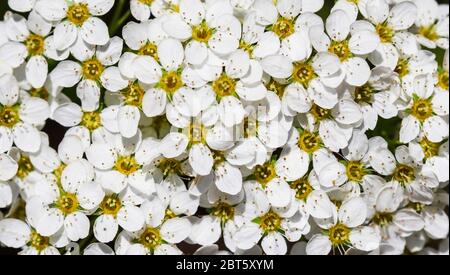 Thunberg Spirea (Spiraea thunbergii) Busch in Blüte. Hintergrund der weißen Blumen Stockfoto