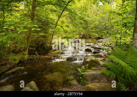 Wasserfälle Allerheiligen im Schwarzwald in deutschland Stockfoto