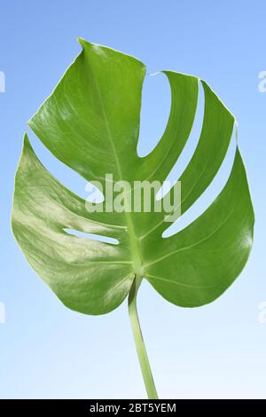 Blatt von einer Monstera-Pflanze vor blauem Himmel Hintergrund Stockfoto