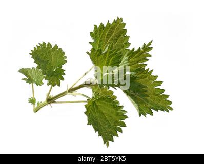 Brennnessel Pflanze Urtica dioica isoliert auf weißem Hintergrund Stockfoto