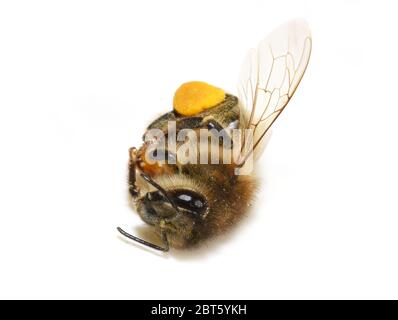 Honigbiene APIs mellifera tot auf weißem Hintergrund isoliert gefunden Stockfoto