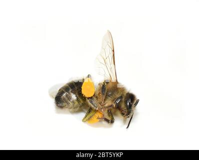 Honigbiene APIs mellifera tot auf weißem Hintergrund isoliert gefunden Stockfoto