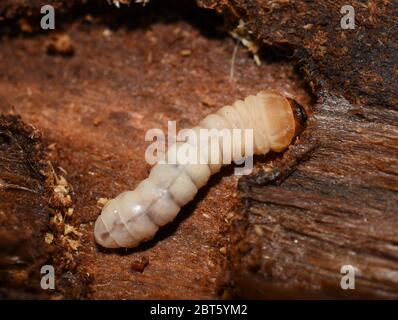 Nahaufnahme auf Cerambycidae Larven zersetzen Fütterung auf Holz Stockfoto