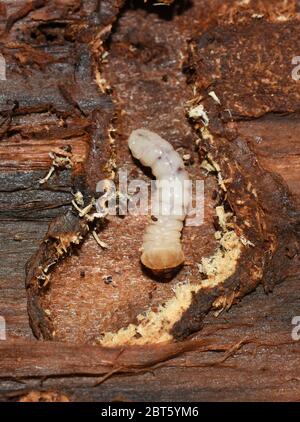 Nahaufnahme auf Cerambycidae Larven zersetzen Fütterung auf Holz Stockfoto