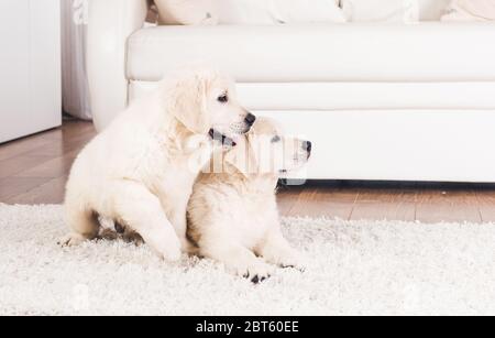 Zwei süße flauschige Retriever züchten Welpen zu Hause Stockfoto