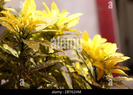 Codiaeum Variegatium Baum oder Croton, Variegated Laurel innen, Outdoor dekorative Pflanze, selektive Fokus mit Unschärfe-Hintergrund Stockfoto