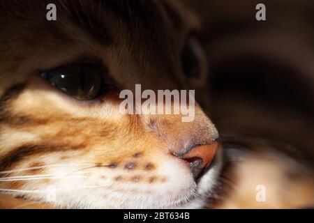 Eine bengalische Katze liegt in der Sonne. Augen im Schatten und Nase in der Sonne Stockfoto