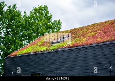 Gebäude mit einem grünen Dach komplett mit Vegetation bedeckt. Ausgedehntes grünes, nachhaltiges Sedum-Dach mit Sukkulenten. Dachbegrünung. Stockfoto