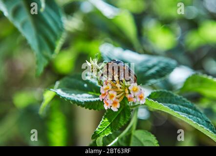 Eine Nahaufnahme eines irdenen Mistkäfer auf grünem Laub mit einer Blume an einem hellen sonnigen Tag. Stockfoto