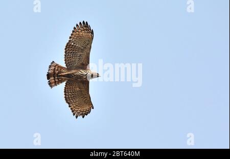 Der wechselhafte Falkenadler oder Haubenfalkenadler ist ein großer Greifvogel der Familie Accipitridae. Eher informell oder antiquiert Englisch üblich Stockfoto