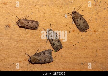 Vier Herz- und Dartmotten (Agrotis exclamationis) in einer Gartenfalter-Falle, Großbritannien Stockfoto