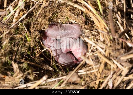 Feldwühlennest (Microtus agrestis) mit drei neugeborenen Tieren, Großbritannien Stockfoto