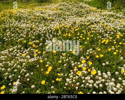 Lobularia maritima Little Dorrit Sweet Alyssum wächst wild mit Butterblumen Isle of Anglesey North Wales UK Stockfoto