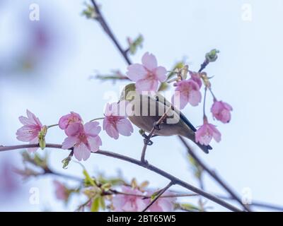 Ein japanisches weißes Auge, auch ein warbling weißes Auge oder Berg weißes Auge, Zosterops japonicus genannt, steht zwischen den Kirschblüten des Frühlings Stockfoto