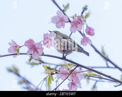Ein japanisches weißes Auge, auch ein warbling weißes Auge oder Berg weißes Auge, Zosterops japonicus genannt, steht zwischen den Kirschblüten des Frühlings Stockfoto