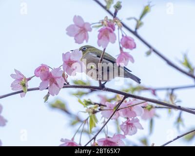 Ein japanisches weißes Auge, auch ein warbling weißes Auge oder Berg weißes Auge, Zosterops japonicus genannt, steht zwischen den Kirschblüten des Frühlings Stockfoto